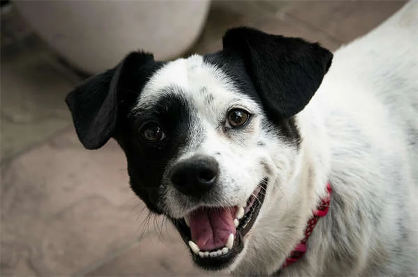 Hundefutter für Gewichtszunahme: Die besten Tipps für mehr Speck auf den Rippen