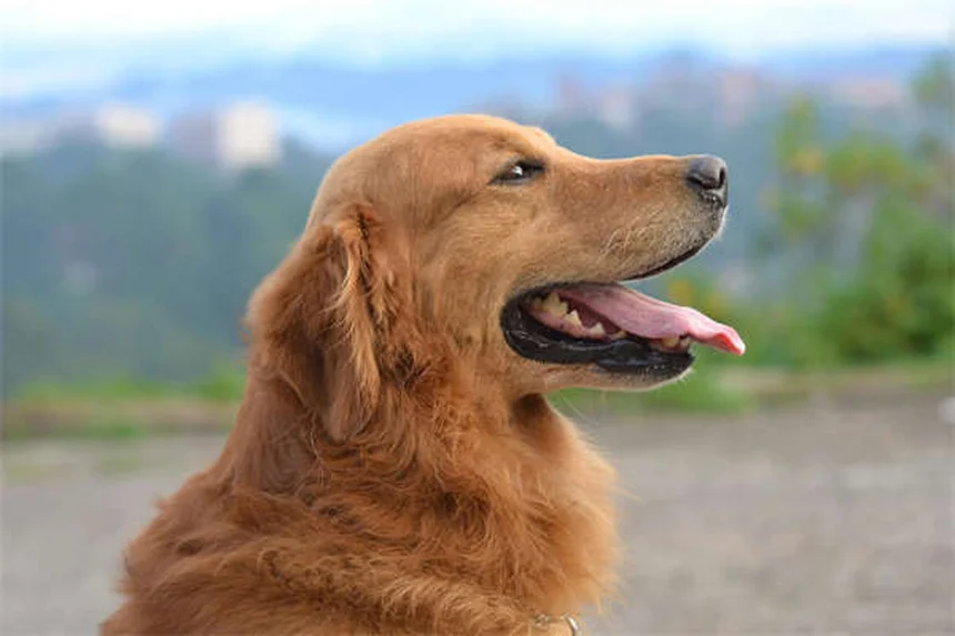 Hundefutter für Gewichtszunahme: Die besten Tipps für mehr Speck auf den Rippen