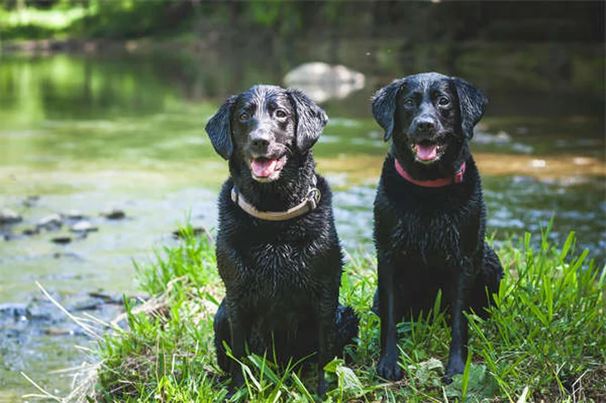 5 geniale Tipps gegen Langeweile bei Hunden
